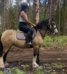 Darla, 14.1hh Riding Mare
