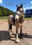 Darla, 14.1hh Riding Mare