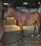 14.3hh Standardbred Ride and Drive Gelding 