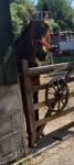 14.3hh Standardbred Ride and Drive Gelding 