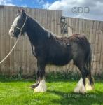 Colt Foal
