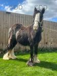 Colt Foal