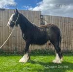 Colt Foal