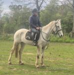 15.3hh Riding Mare