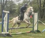 15.3hh Riding Mare