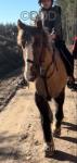 12.2hh Riding Gelding 