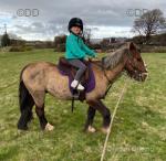 12.2hh Riding Gelding 