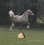 Hillgarth Chantilly Ribbon, Welsh Section D Filly