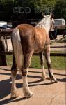 Hillgarth Chantilly Ribbon, Welsh Section D Filly