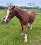 Welsh Section D Gelding 