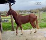 Welsh Section D Gelding 