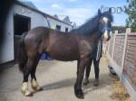 Kildangan Omey, Filly