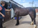 Kildangan Omey, Filly