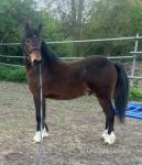Yearling Welsh Section C Colt