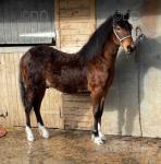 Yearling Welsh Section C Colt