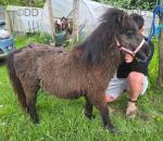 Wernfeilig Callie, Shetland Filly Foal