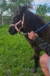 Wernfeilig Callie, Shetland Filly Foal