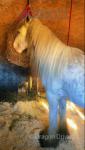 For sale is a special colt, 2 years old, standing 13.1hh broke to ride and drive. Son of Jr Prices Hi Ho Silver and he is the absolute double of him.  