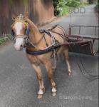 Very smart chestnut gelding pony stand around 11hh nice quiet pony for kids, they handle him, pick all his feet up. easy to catch and loads. broke to ride and drive.