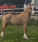 11hh Ride & Drive Gelding