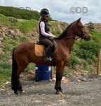 Barney, 15hh Riding Gelding