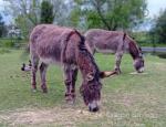 Jenny Donkeys