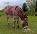 Jenny Donkeys