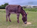 Jenny Donkeys