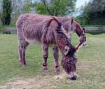 Jenny Donkeys