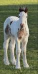 Colt Foal