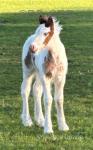 Colt Foal