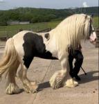 Colt Foal