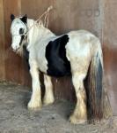 Colt Foal