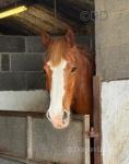 16.2hh Irish Draught Broodmare