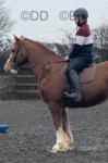 16.2hh Irish Draught Broodmare