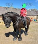 15.3hh Riding Gelding 