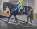 15.3hh Riding Gelding 