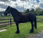 15.3hh Riding Gelding 