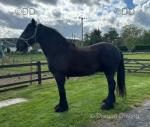 15.3hh Riding Gelding 