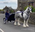 Baby Blue, 14.2hh Driving Stallion