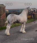 Baby Blue, 14.2hh Driving Stallion