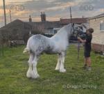 Baby Blue, 14.2hh Driving Stallion