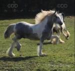 Baby Blue, 14.2hh Driving Stallion