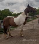 15hh Gelding 