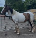 15hh Gelding 