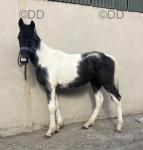 Yearling Standardbred Colt
