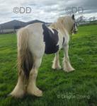 Driving mare 13.3hh, 11 years old. A1 for the full family, she has been driven all over in the heaviest of traffic. Nice bit of action with her. 