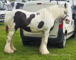 13.3hh Driving Mare