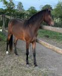 Superlative Pretty Woman, Hackney Filly