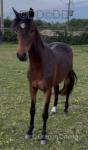 Superlative Pretty Woman, Hackney Filly